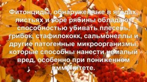 Рябина красная.  Полезные свойства и противопоказания.