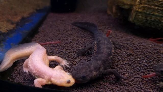 Самые необычные аквариумные питомцы. Часть 3. Каламоихт, рыба-слон и другие смотреть онлайн