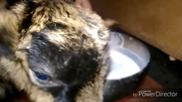 Как приучить козлят пить с миски??моя деревенская жизнь. смотреть онлайн