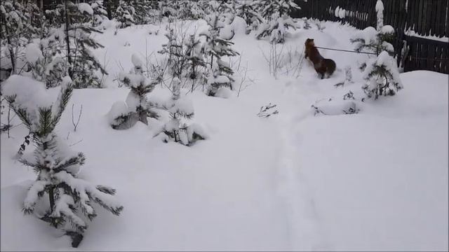 Прогулка с Лисом по Зимней Сказке)) - Жизнь с Лисой / MIKI THE FOX смотреть онлайн
