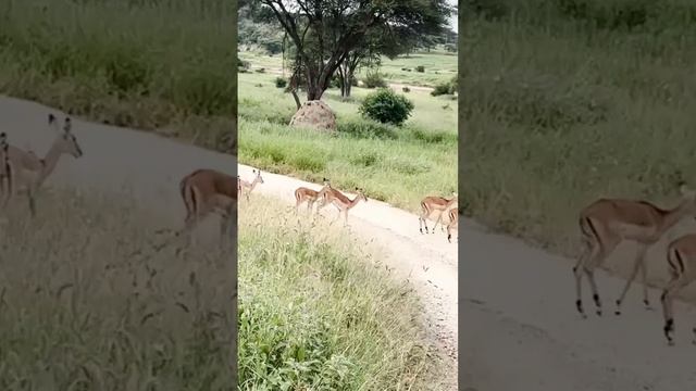 Family trip to Tarangire n Ngorongoro.