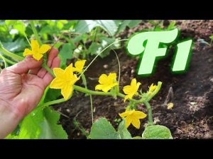 Что такое семена огурцов с пометкой F1?  Семена огурцов с пометкой ф1 что это значит?
