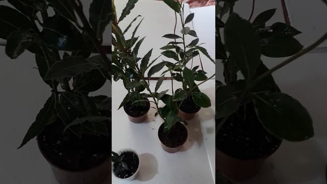 Лавр нобилис