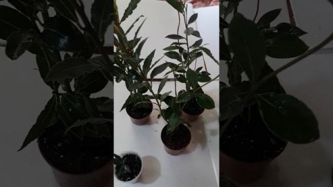 Лавр нобилис