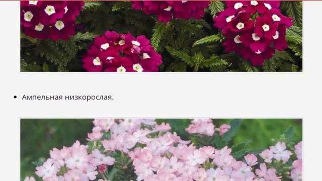 Вербена: Когда сажать вербену при выращивании из семян?