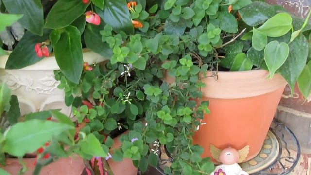 Garden Scroll  Midsummer's Heat and Reprieve смотреть онлайн