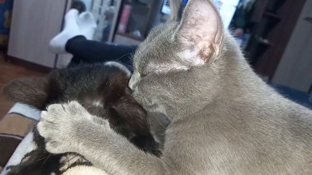 Милое мурлыкающее видео!!!❤️❤️❤️