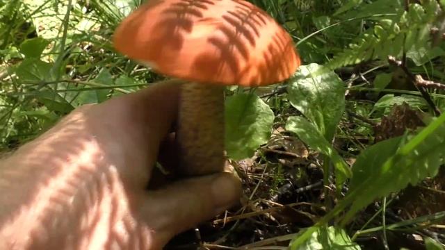 Столько Белых грибов не было уже давно! Часть первая. смотреть онлайн