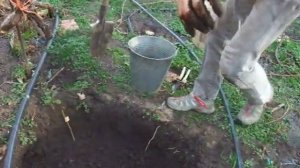 Посадка винограда осенью (Часть 2)