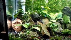 Со2 в аквариуме Диффузор в аквариум своими руками. diffuser со2