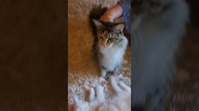 Мейн-кун