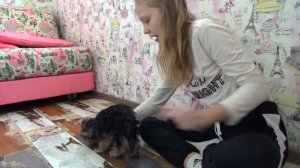 Учим щенка  командам Сидеть, Лежать, Служить./ЙОРК/ДРЕССИРОВКА ЩЕНКА.