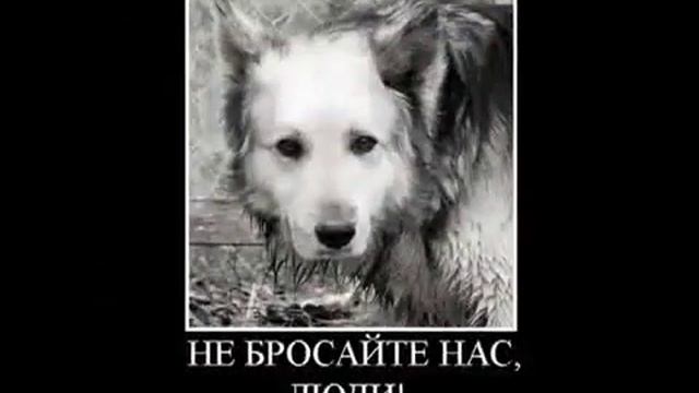 Грустное видео про жизнь собак. смотреть онлайн