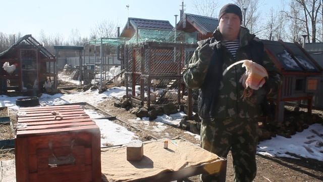 Простуда у кур ставим правильно диагноз.