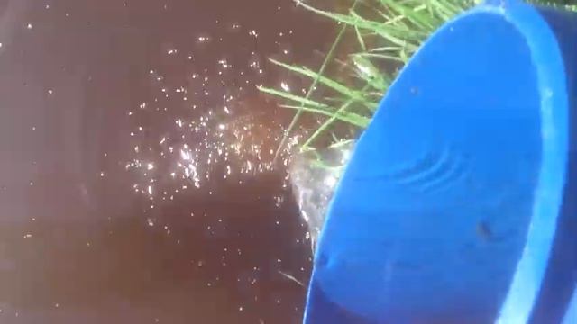 река сестра золотистый карась смотреть онлайн