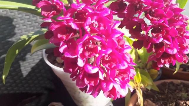 Rhynchostylis gigantea red