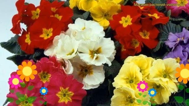 Примула бесстебельная Микс. Краткий обзор, описание характеристик primula acaulis mix смотреть онлайн