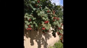 Андрей Денников. "Над окошком месяц..."