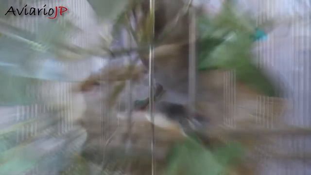 NIDOS para la CRIA DE JILGUEROS en CAUTIVIDAD 🐤 COMO CAMUFLAR LOS NIDOS para CRIAR JILGUEROS смотреть онлайн