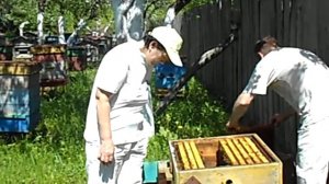 Пчелопакеты: бакфаст, карника, карпатка 2024. т.89603022455