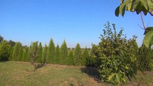 Туя. Зеленый забор. Смарагд. Туя западная.