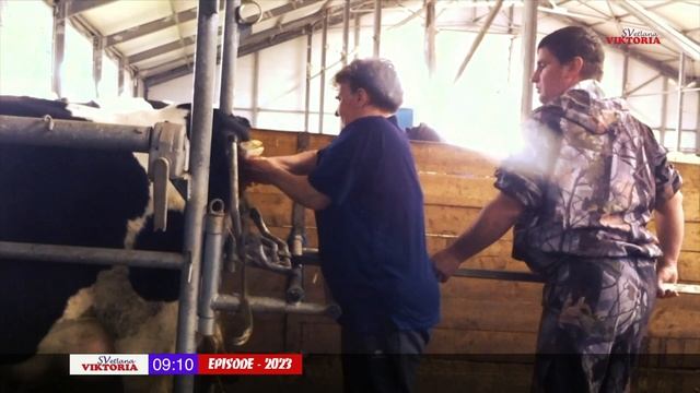 Животноводческий комплекс - 2019 (СПК-Небыловский)