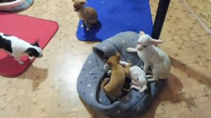 Рост МИНИ ЧИХУАХУА  15 см , ВЕС 1 кг . Стандартный чихуа  рост 19 см - 22 см = вес 2,5 кг - 3 кг .