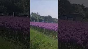 Allium Globemaster