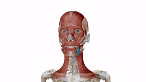 Мышцы головы: мимические мышцы лица в 3D. Как образуются морщины на лице?