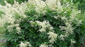 Многолетние цветы для тени