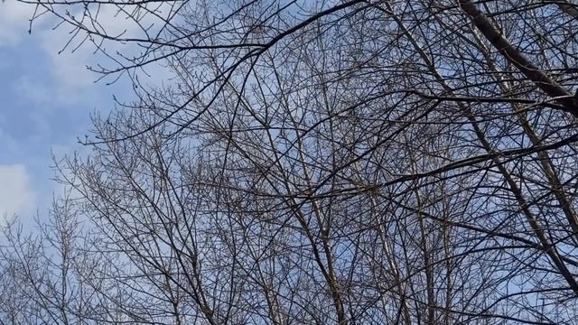 18 мая народный праздник День Арины Капустницы. Народные приметы и традиции. Запреты дня.