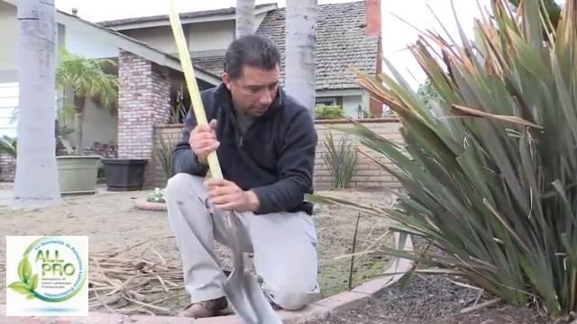 How to Trim and Maintain New Zealand Flax смотреть онлайн