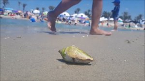 Живая ракушка