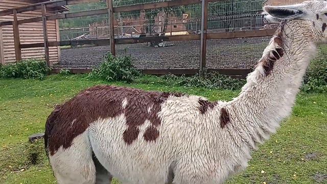 Нац.парк Зюраткуль.Челябинская обл.Мараловая ферма. 2 смотреть онлайн