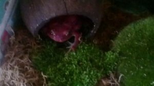 Томатный узкорот и бурая лягушка