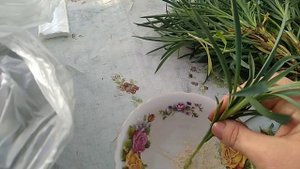 Черенкую многолетнюю Гвоздику.