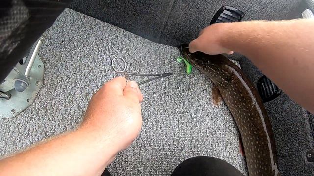 14.08.2019. Рыбинка ловим окуня и щуку. Рыбалка на рыбинском водохранилище. смотреть онлайн