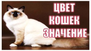 Кошки. Почему кошки разного цвета. Цвета кошек на удачу в доме..