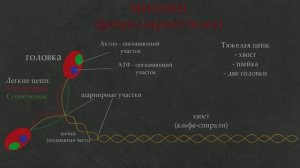 3. Сокращение мышц. Актин. Миозин. Цикл работы поперечных мостиков.