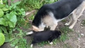 Какой заботливый и нежный папа Эрик . Восточно-европейская овчарка . Питомник ВЕО .