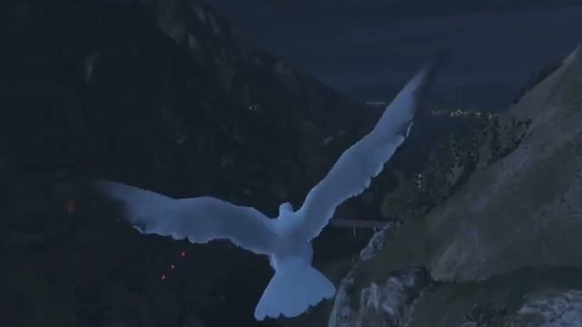 Лофофора чайка смотреть онлайн