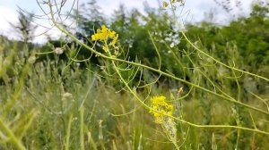 Прекрасный мир рядом