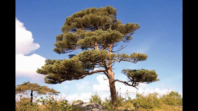 НОД. Ознакомление с окружающим миром по теме: "Деревья и кустарники" смотреть онлайн