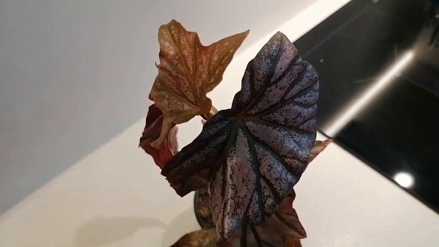 Бегония тростниковая. Кейн бегонии. смотреть онлайн