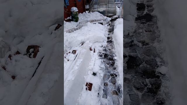 Конец марта. Откапываю розы. смотреть онлайн