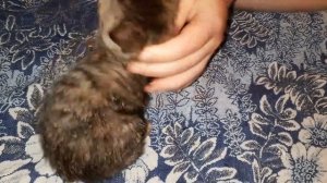 Подобрала кошку с котятами/Лишай/Кальцивироз/Делюсь опытом