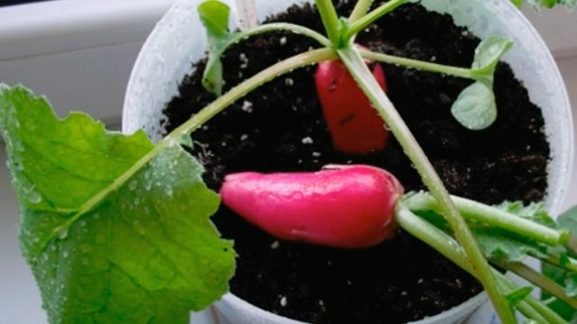 Как вырастить редиску на подоконнике? смотреть онлайн