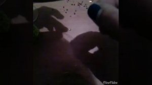 Серьги из бисера для кукол.