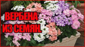 ВИОЛА и ВЕРБЕНА выращивание из семян. Жена дальнобойщика.