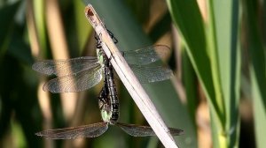 Стрекоза коромысло беловолосое. Brahythron pratense. Насекомые Беларуси.